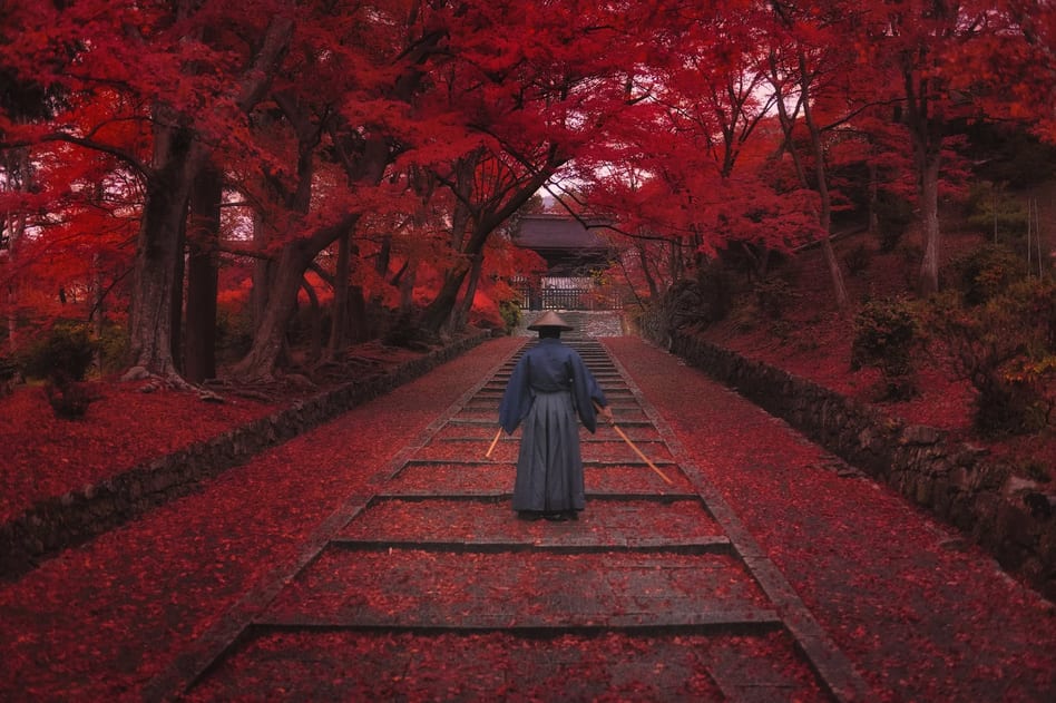 Người mặc hakama đi trên lối vào chùa phủ kín lá momiji đỏ, Kyoto, Nhật Bản